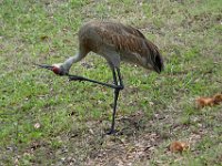 A1G6286c  Sandhill Crane (Antigone canadensis) - pair with 4-day-old colts
